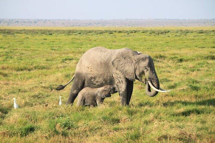 Safari de luxe Amboseli de 2 jours