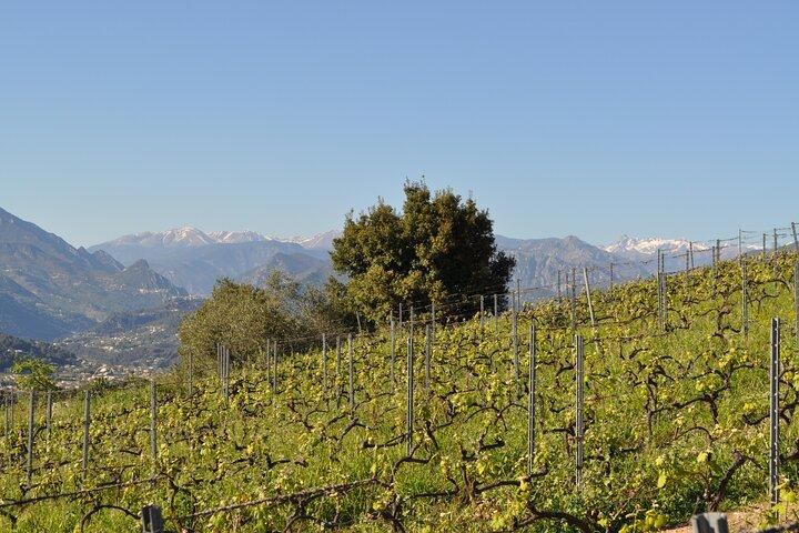 Private Wine Tour dei vigneti della Costa Azzurra
