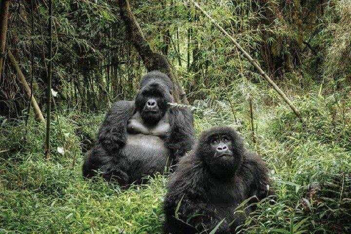 2-dages Rwanda-gorillaer og gyldne aber-tur