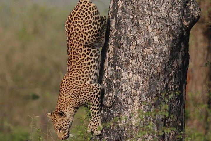 ピラネスバーグ国立公園の終日サファリ ツアー、オープン ジープ体験