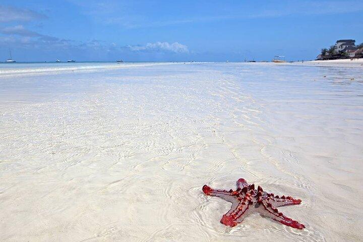 Zeeschildpadden-tour & kendwa-strandontspanning