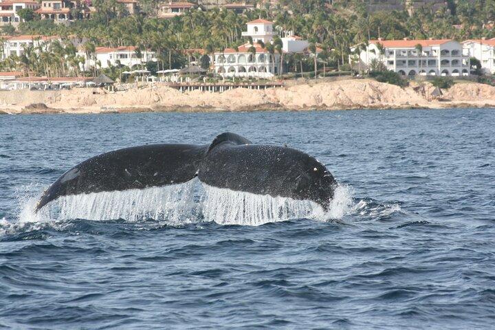 サン ホセ デル カボでのプライベート ホエール ウォッチング