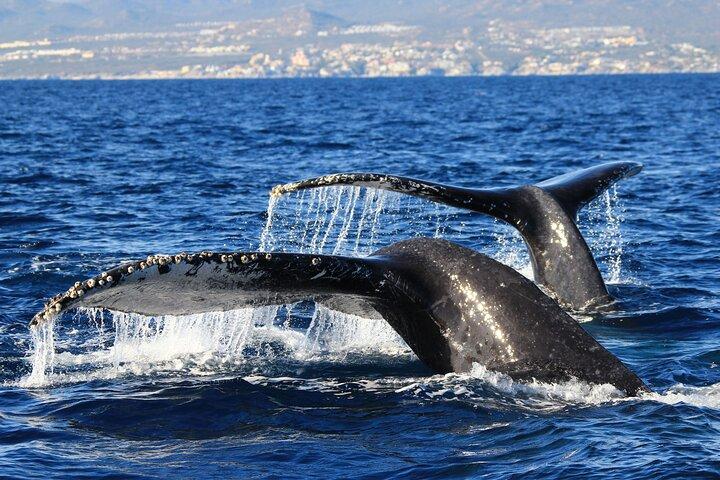 サン ホセ デル カボでのプライベート ホエール ウォッチング