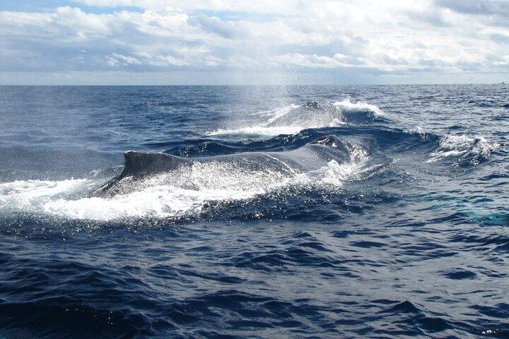 サン ホセ デル カボでのプライベート ホエール ウォッチング