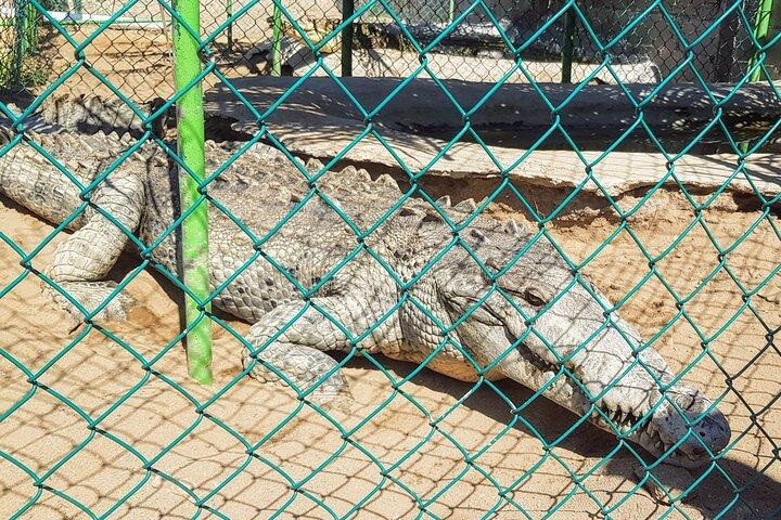 アフロ・メキシコ村: ホースバックビーチライド、クロッチ＆クリフダイバー
