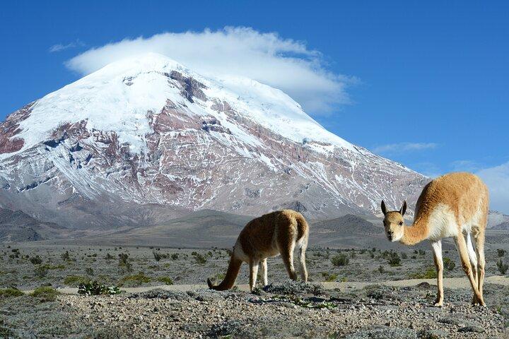 昼食付きチンボラソ火山の終日ハイキング体験