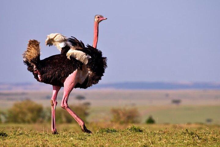 7 giorni, 6 notti di fotografia naturalistica e birdwatching