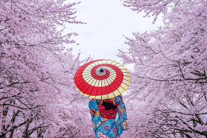 Tokyo Private Cherry Blossom Tour with a Local – Picnic Included