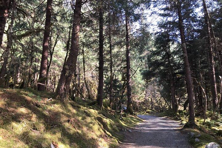 Foresta pluviale e cascate Trek