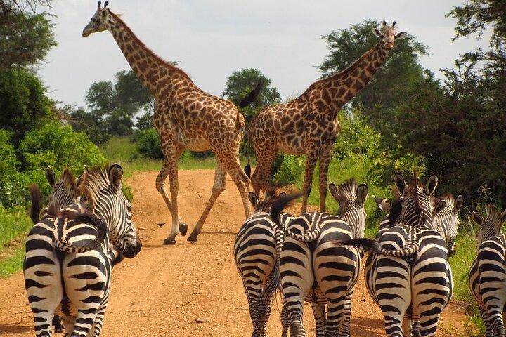 1 dag: Arusha nationalpark