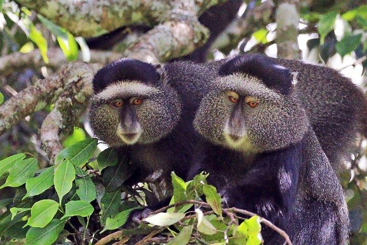 1 dag: Arusha nationalpark