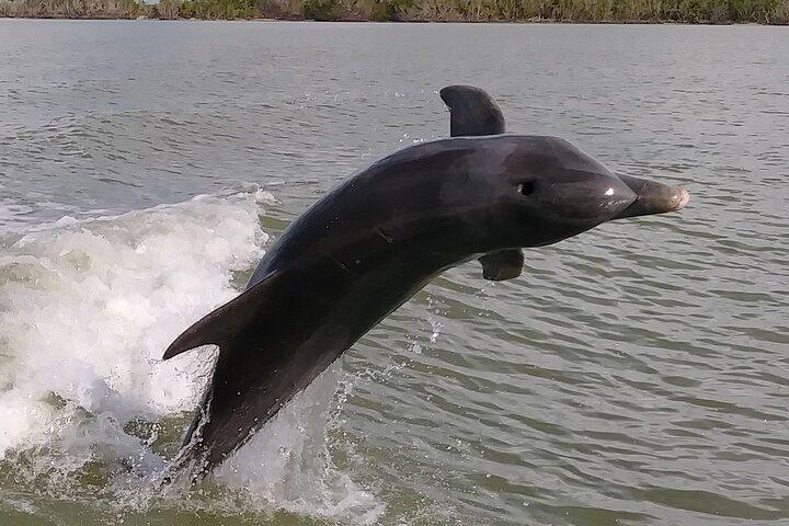 Smågrupp Everglades båtpaddling och ekologisk promenad i kajak