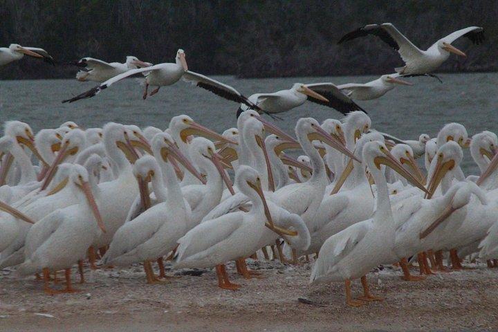 Everglades Liten grupp guidad båt- och promenadexpedition