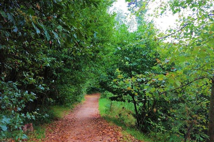 Bussaco Forest Walking Experience, half day from Coimbra