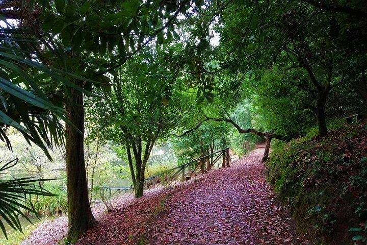 Bussaco Forest Walking Experience, half day from Coimbra