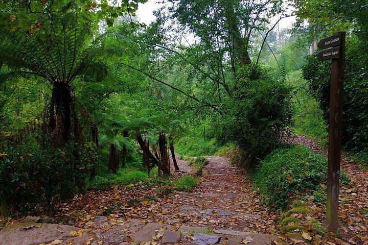 Bussaco Forest Walking Experience, half day from Coimbra