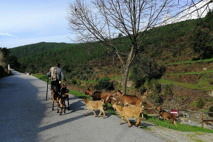 Estrela Mountain, full-day from Coimbra