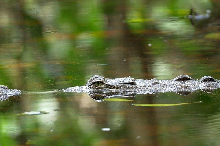 Wildlife Safari Float mit dem Kajak im Fluss Peñas Blancas von Arenal aus