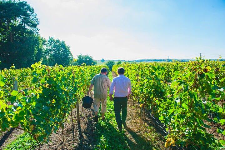Picknick in den Reben - ein einzigartiges Loire-Weinerlebnis