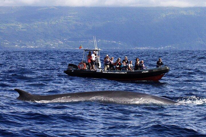 Hval- og delfinsafari på Pico Island - halv dag