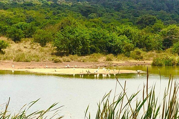 ナイロビ国立公園への早朝半日ミニサファリ