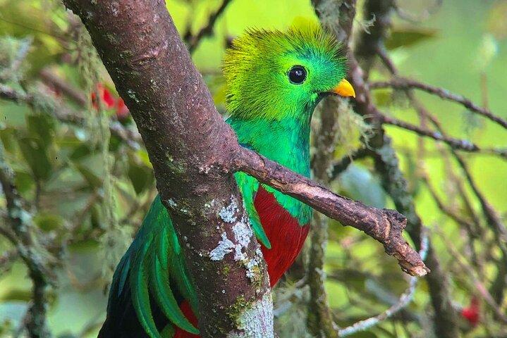 Expérience d'observation des oiseaux de Quetzal à la visite privée de San Gerardo De Dota.