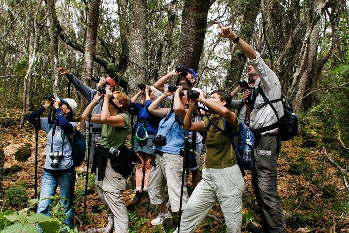 Big Island : Hakalau Forest Reserve Bird Watching Adventure