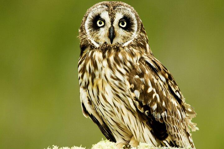 Big Island : Hakalau Forest Reserve Bird Watching Adventure