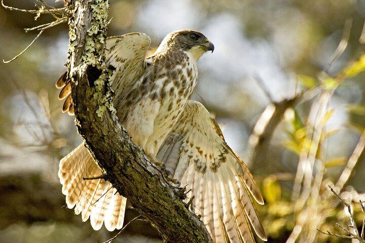 Big Island : Hakalau Forest Reserve Bird Watching Adventure