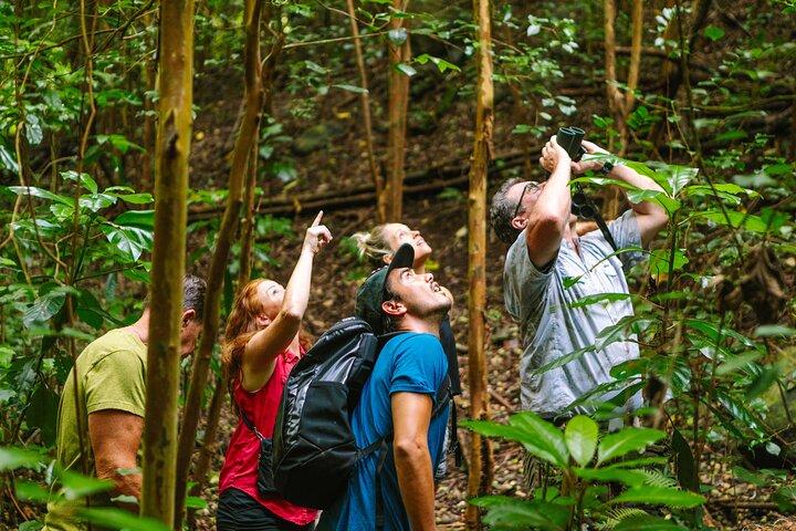 Big Island : Hakalau Forest Reserve Bird Watching Adventure