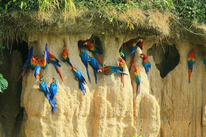 Macaw Collpa & Sandoval Lake 4 dagar / 3 nätter