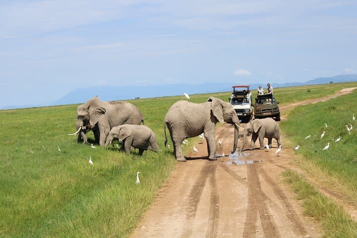 Private Full-Day Safari Tour Amboseli National Park with Lunch