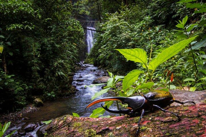 3-i-1 Monteverde Cloud Forest-vattenfall, vildvandring och ridning