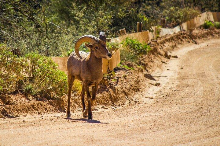 Tour privato di mezza giornata dell'Apache Trail