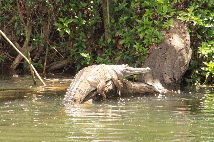 Kuranda Riverboat Sightseeing Cruise
