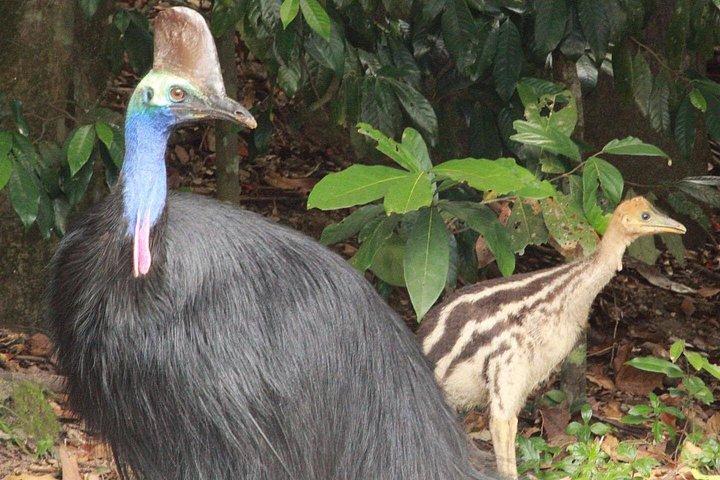 Kuranda Riverboat Sightseeing Cruise