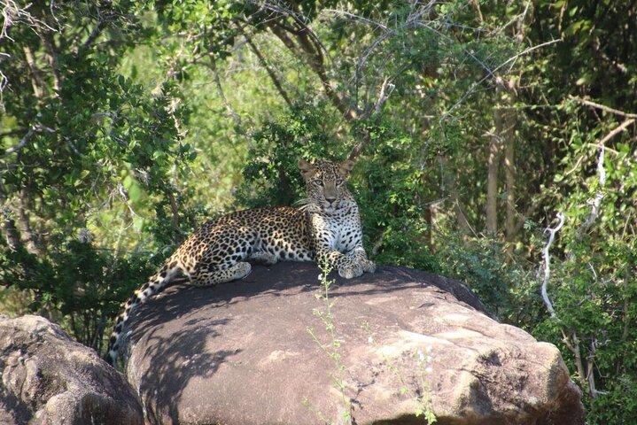 Soirée safari - Parc national de Yala avec safari Janaka - de 14h00 à 18h30