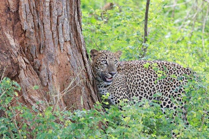 Soirée safari - Parc national de Yala avec safari Janaka - de 14h00 à 18h30