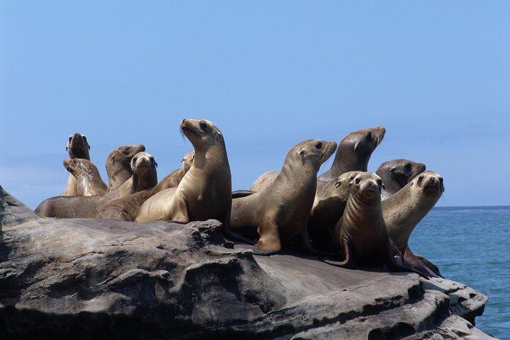 Escursione a terra a San Diego: San Diego Seal Tour