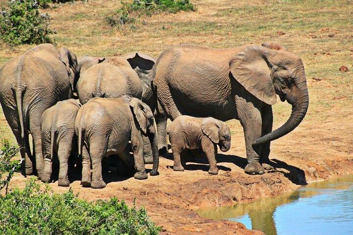 Chobe Full Day Trip