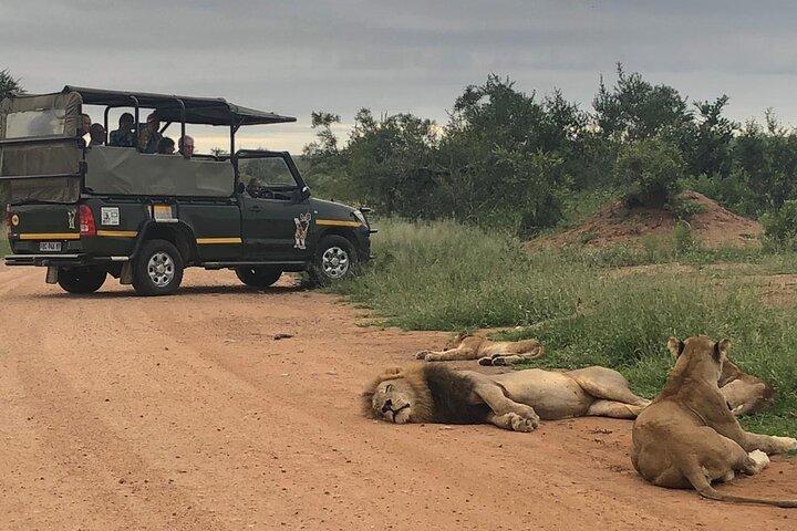 Parque Nacional de Kruger Private Guided Afternoon Game Drive
