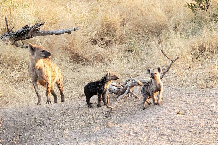Parque Nacional de Kruger Private Guided Afternoon Game Drive