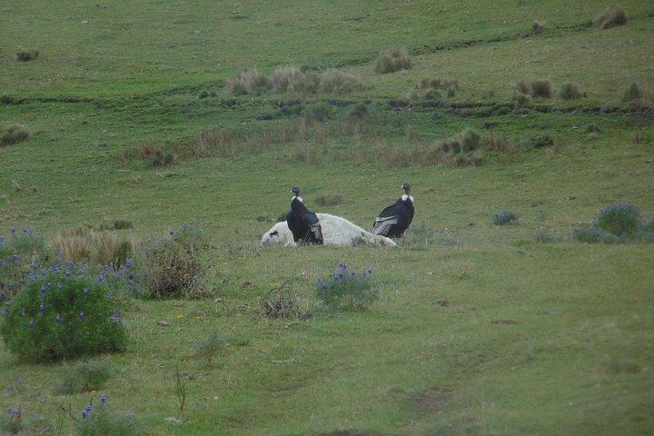 Antisana and Condors Watching Day Trip