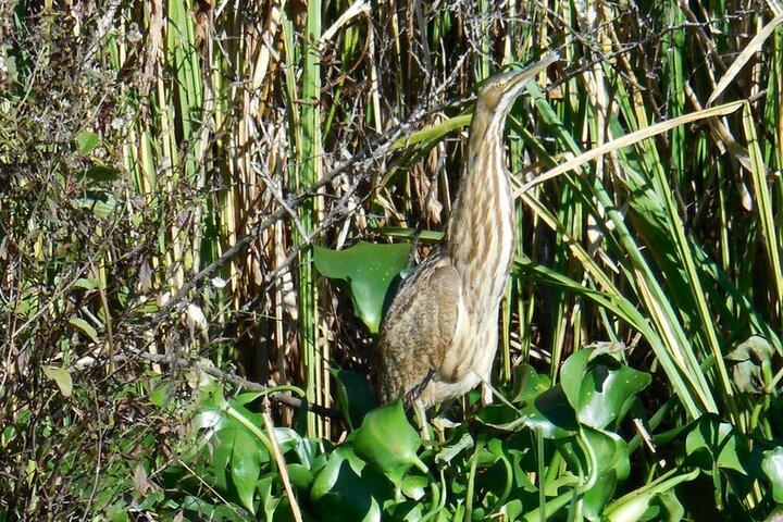 Tour della natura e della fauna selvatica del fiume Waccamaw