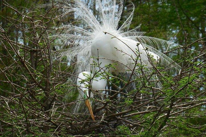 Tour della natura e della fauna selvatica del fiume Waccamaw