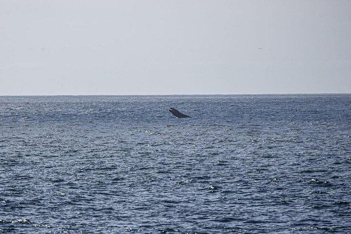 San Diego hvalsafari krydstogt