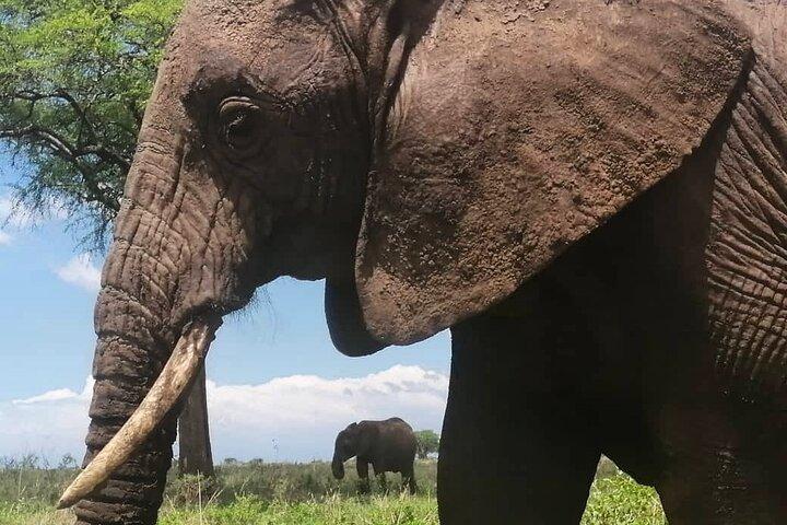 ザンジバルからの3日間のタランギレ、ンゴロンゴロクレーター、マニャラ