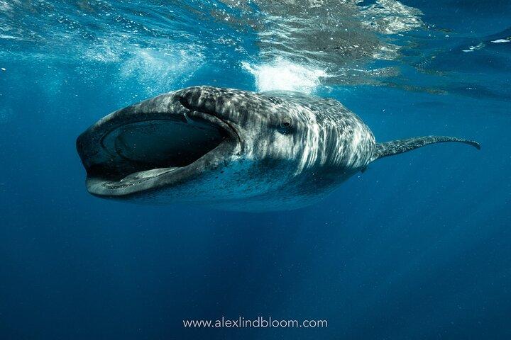 Aventura de buceo con tiburón ballena con almuerzo