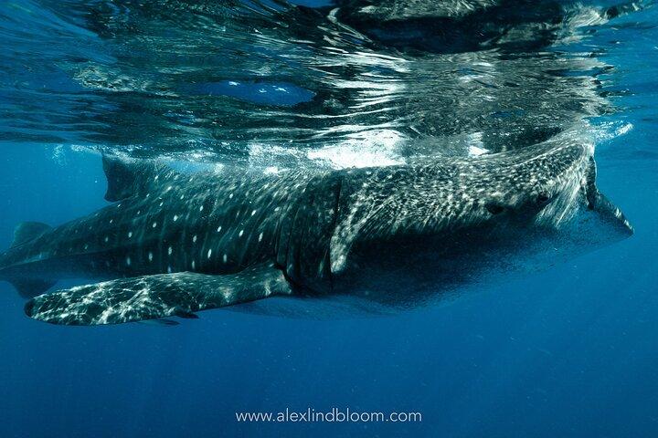 Whale Shark Snorkeling Adventure med frokost