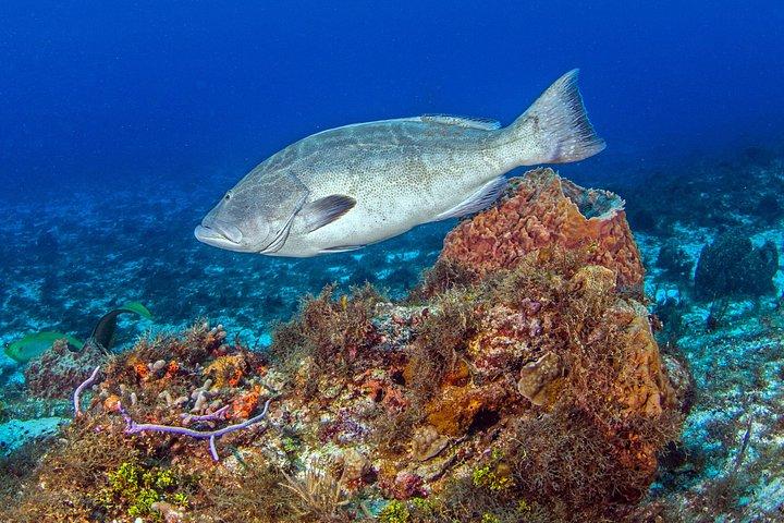 PADI Open Water Diver Course in the Riviera Maya